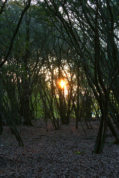 Sun coming through - бесплатный image #294267